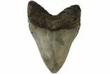 Fossil Megalodon Tooth - North Carolina #183334-1